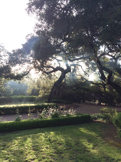 Gorgeous light in the early morning. Historic oak trees and 1939 home designed by famous architect Austen Pierpont.
