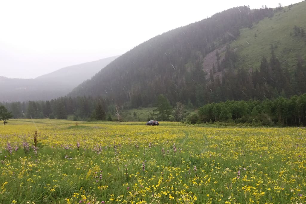 Between Altai Mountains and Flowers