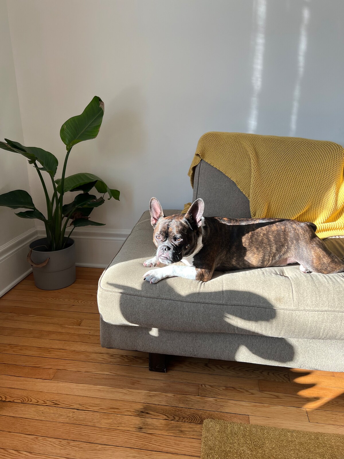 A cozy area features a light gray couch adorned with a bright yellow throw blanket. A French Bulldog rests comfortably on the couch, while a green potted plant adds a touch of nature to the space. Soft sunlight casts gentle shadows across the warm wood floor.
