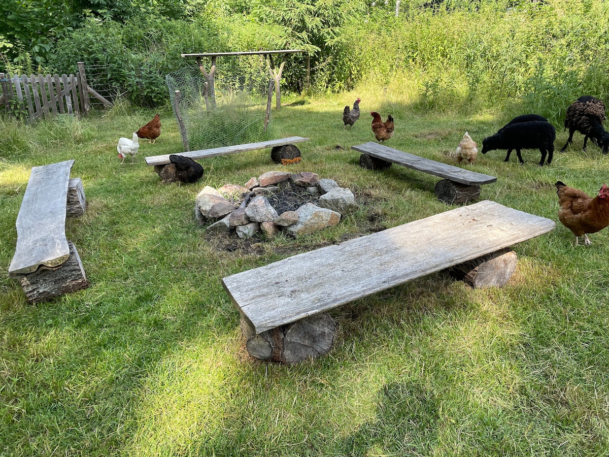 An outdoor seating area is surrounded by a grassy patch, featuring several wooden benches arranged around a rustic fire pit. Chickens roam freely around the site, with dense greenery providing a natural backdrop.