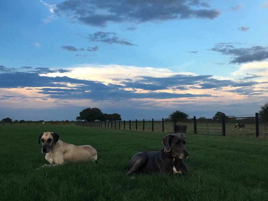 Our gentle giants enjoying an amazing TEXAS sunset.