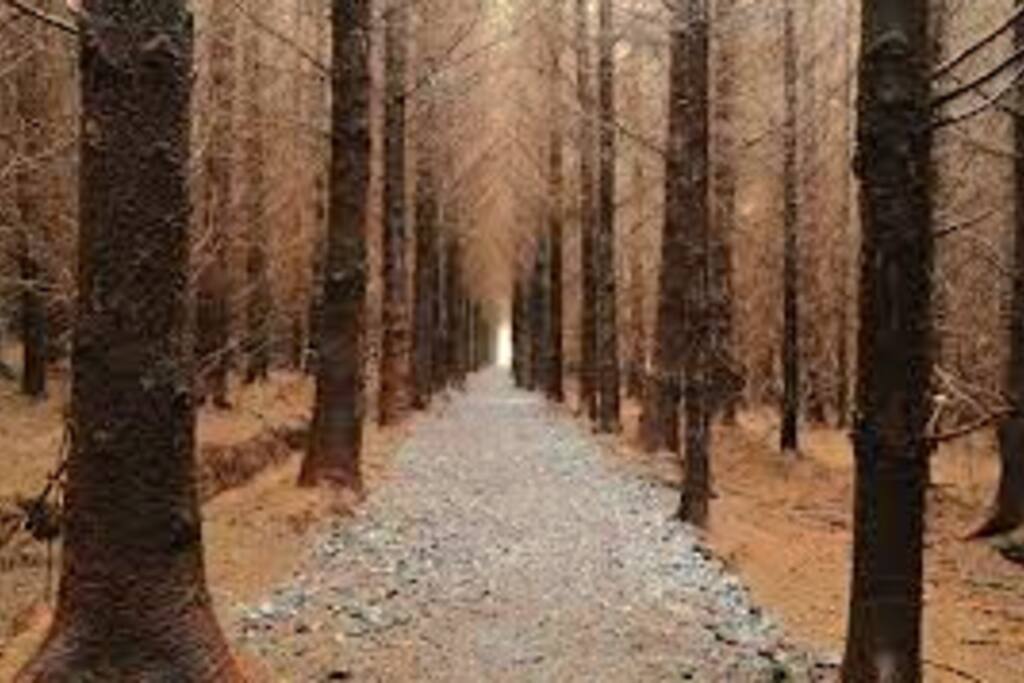 Local Cascades Forest Walk
