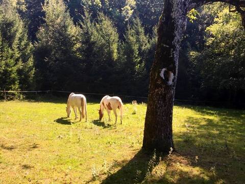 La Ferme du Bonheur - Nature Escape in old Farm