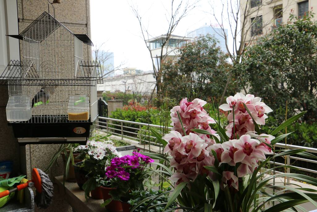 阳台上·文鸟·兰花