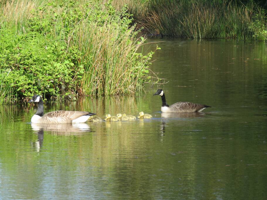 Taking their first tour of the lake
