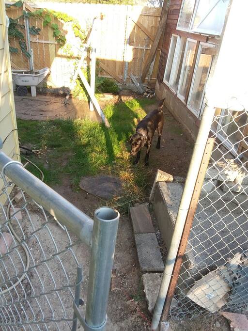 back yard