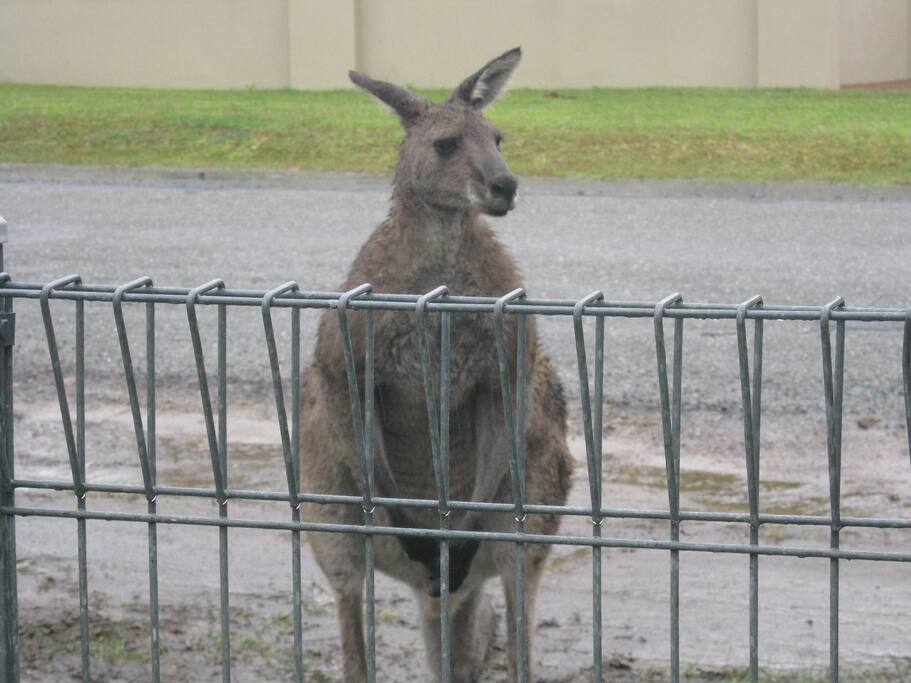 Nosy neighbor
