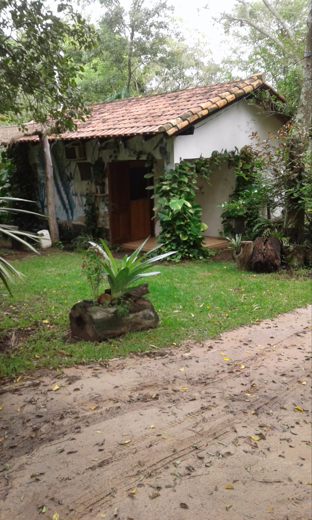 A simple modern house is partially obscured by lush greenery, featuring a tiled roof and wooden door. The surrounding area includes vibrant plants and well-maintained grass. A dirt path leads to the entrance, enhancing the natural setting.
