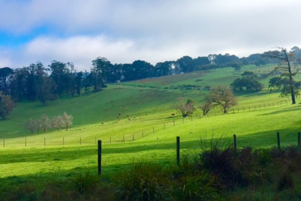 Countryside by afternoon - relaxing at the house