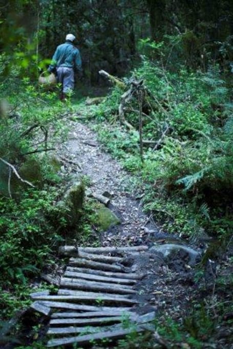Follow the path to your Forest Cabin