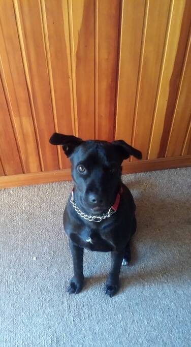 Friendly puppy