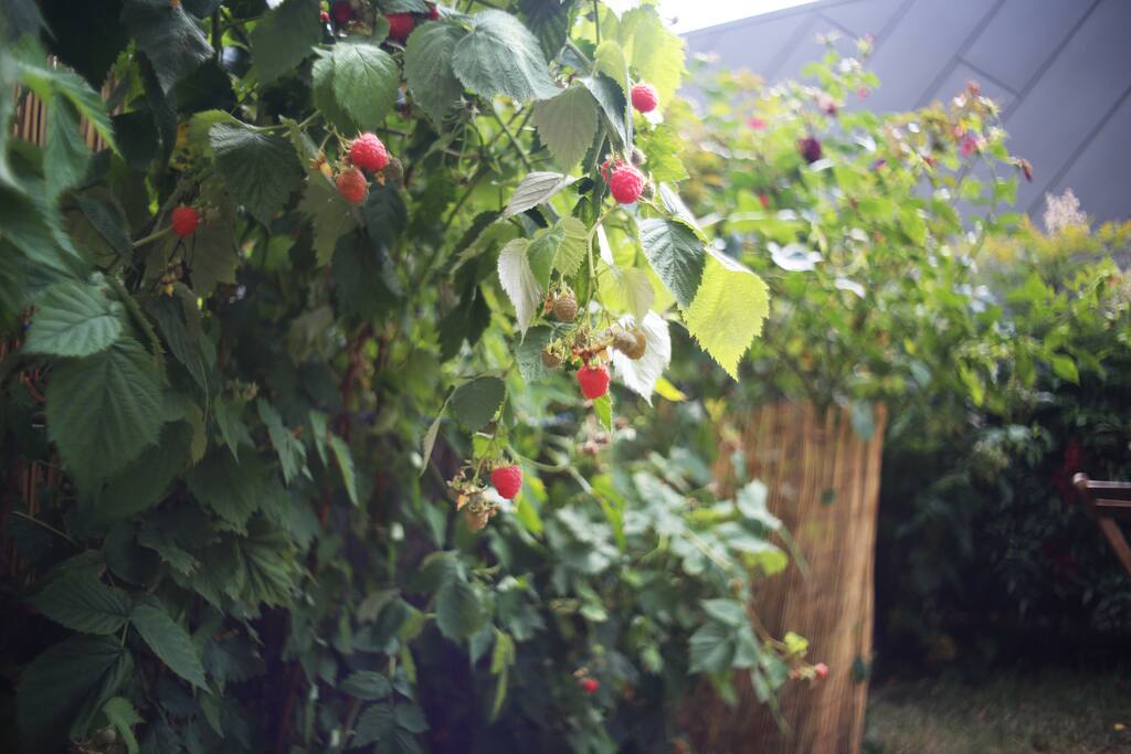 Jardin Potager