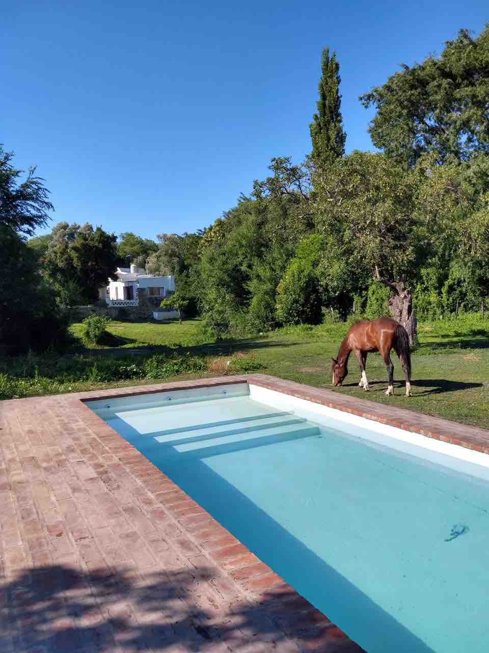 A tranquil outdoor scene features a clear swimming pool surrounded by brick paving. Lush greenery envelops the area, with a horse grazing peacefully nearby. In the background, a simple white house is positioned among tall trees and shrubbery.
