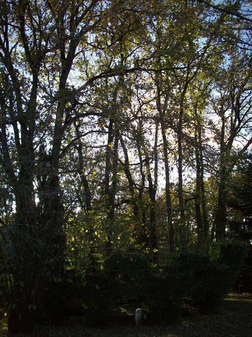 le jardin