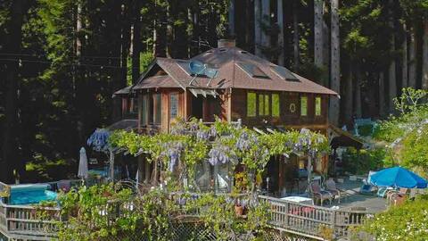 Sunny Santa Cruz Redwoods
#221367
