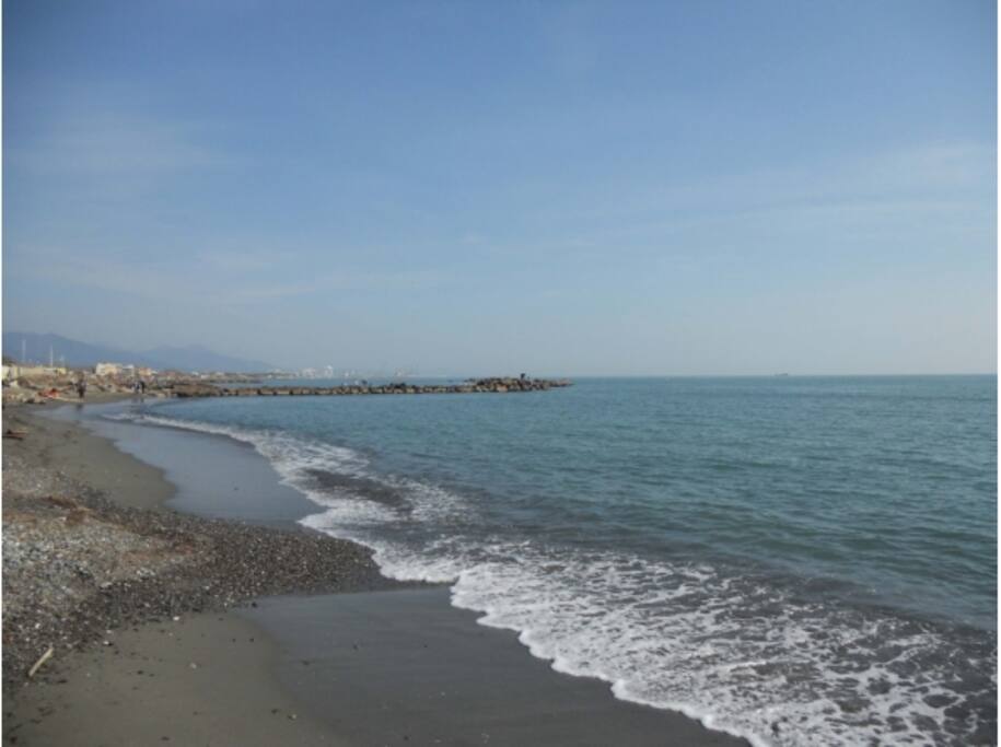 mare