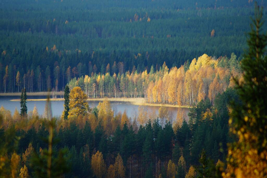 Ympäröivä metsä