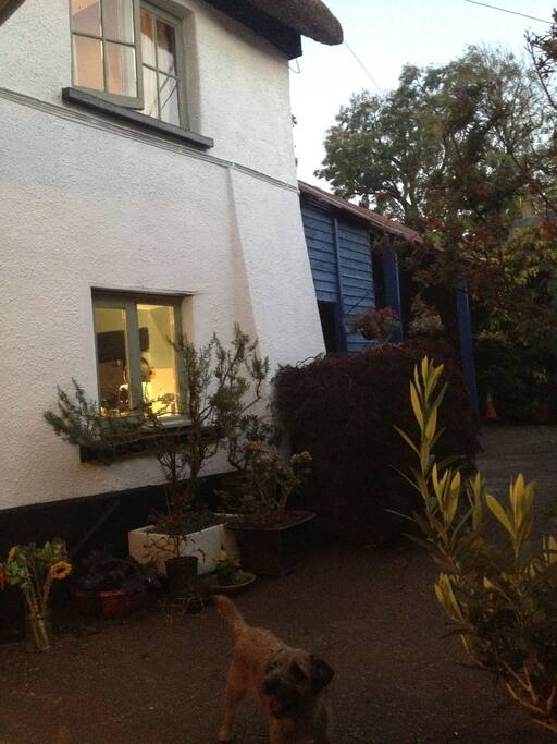 The kitchen window from outside.