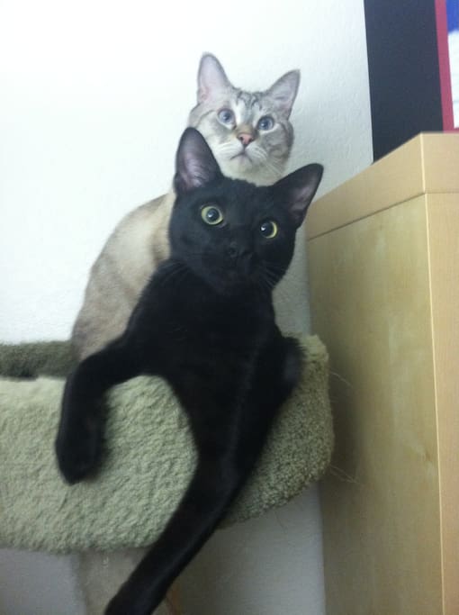 Do you love cats? Enjoy the company of our two cuddle-bug cats.