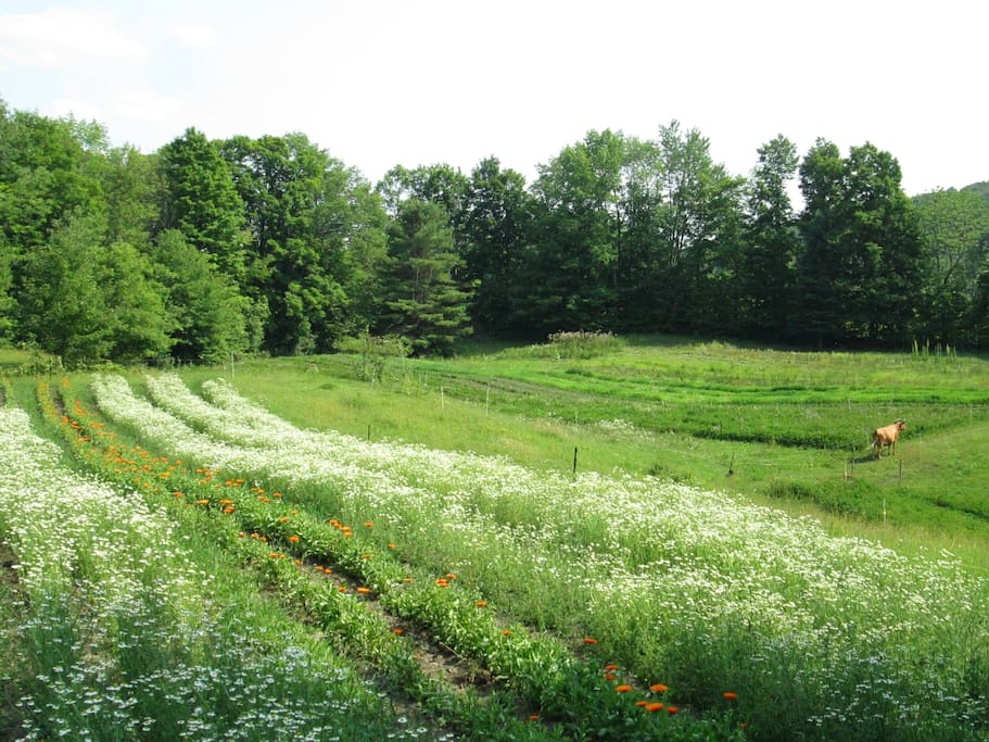 Our fields and our milk cow Rue