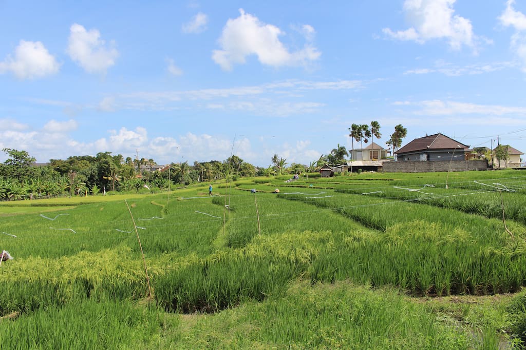 Our area is known for beautiful and green rice paddies. Planted and harvested up to 3 times a year.