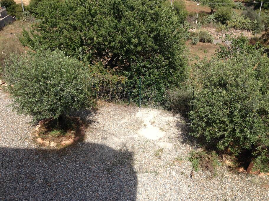 Dettaglio Giardino / Ulivi