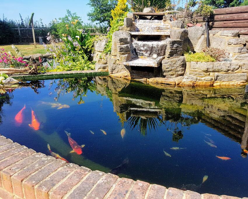 Enjoy our beautiful koi carp