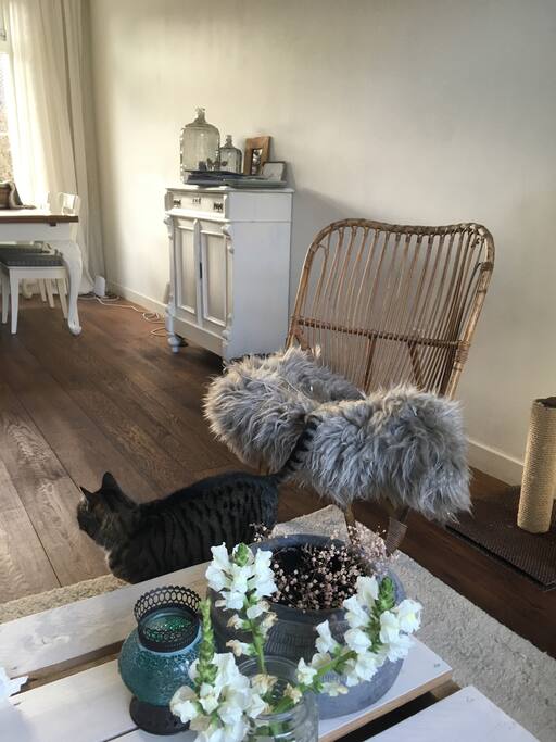 Cat / de huiskat