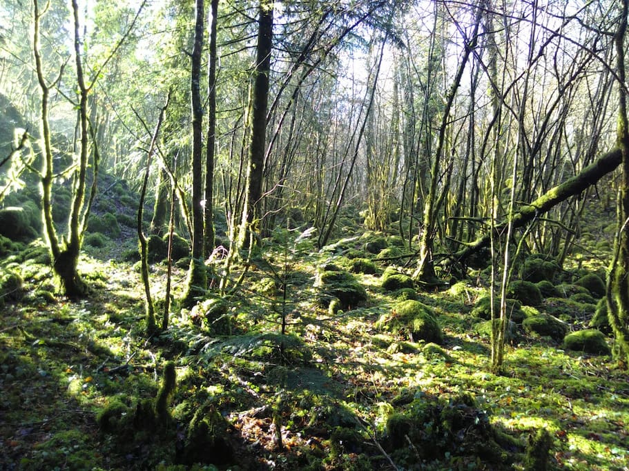 La forêt avec des mousses à 5 min
