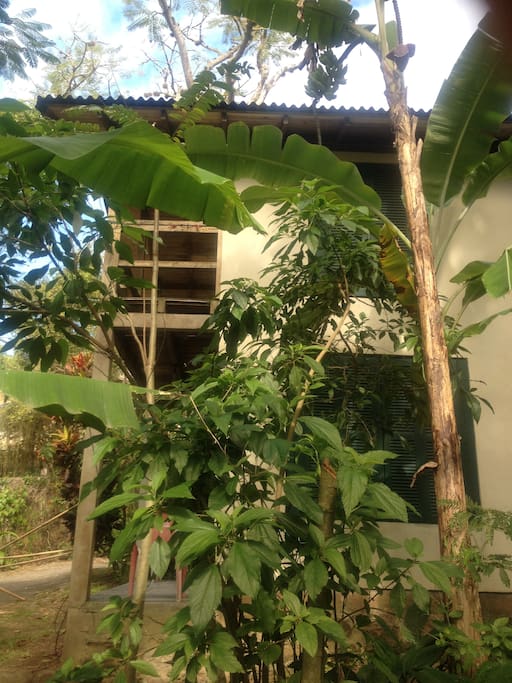 No meio da vegetaçao