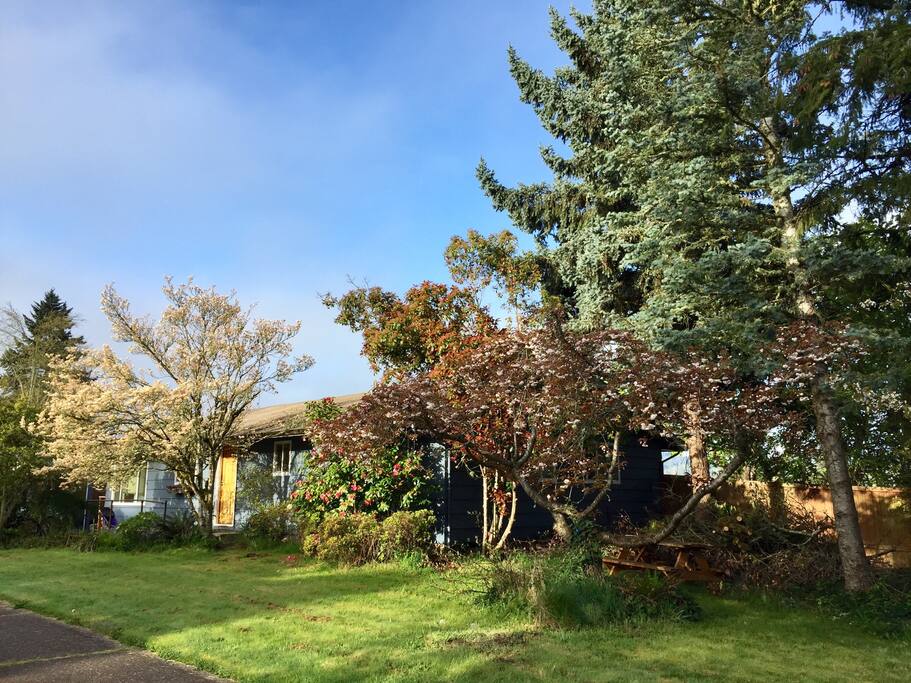 Plenty of blooming trees surround our home