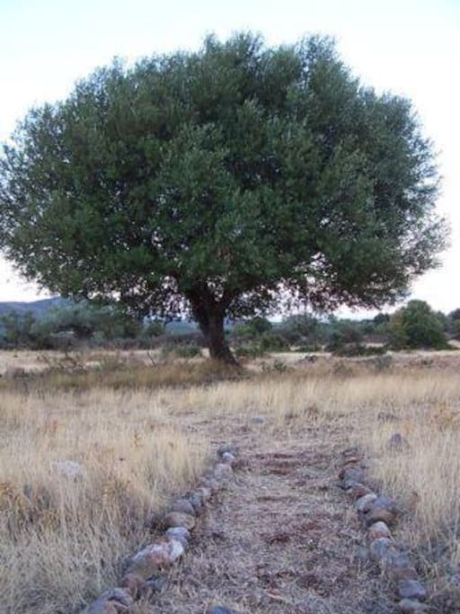 the tree of life, the 'Princess'