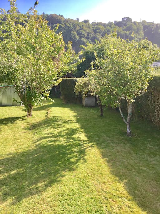 Sunny back yard