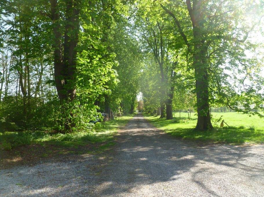 Allée au printemps
