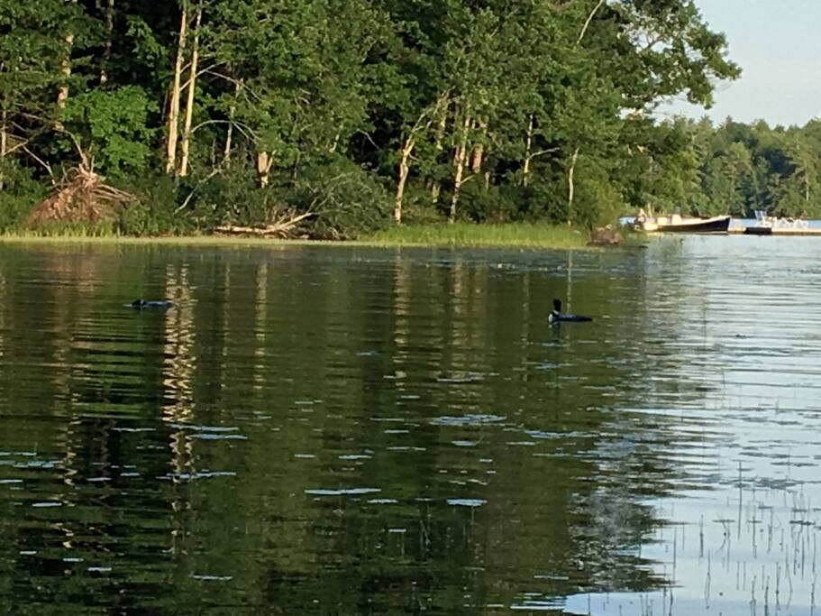 Loons down by the water