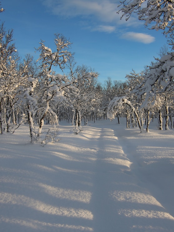 Show full-screen, host-provided image