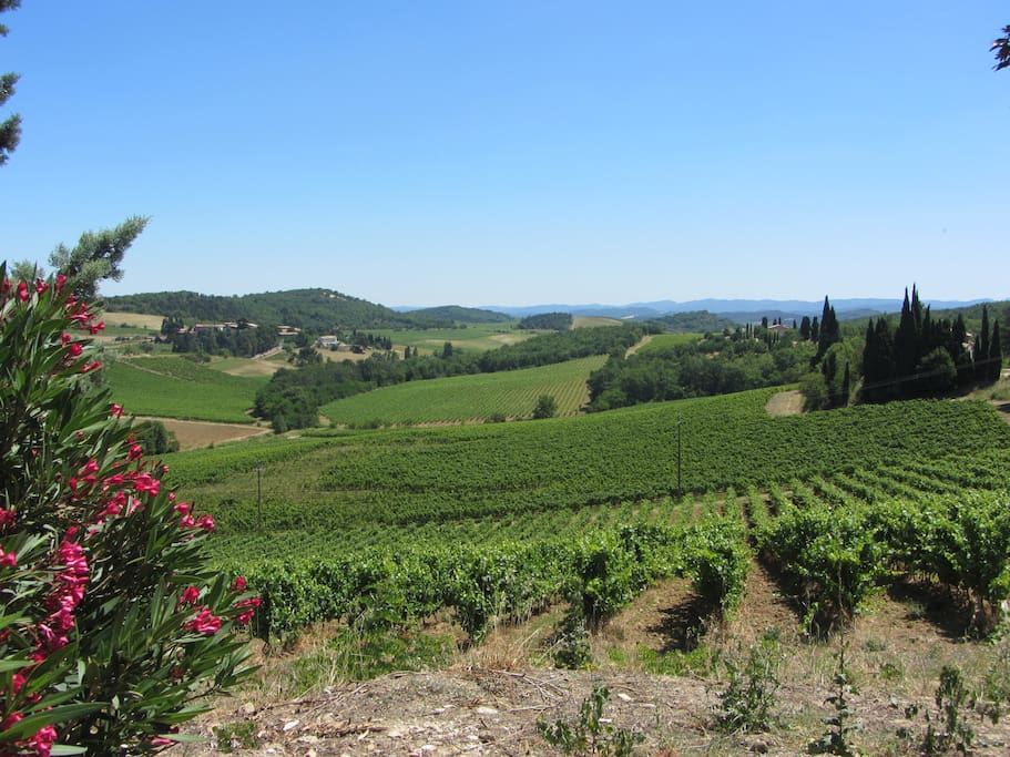 Surrounding vineyards
