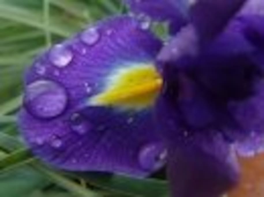 Wild Flowers around.