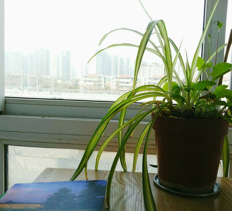 房间窗景,如果住的久可要喂它一点水哦♡