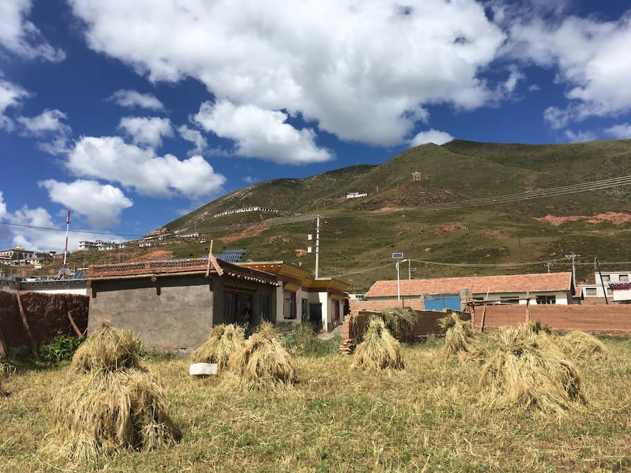 住家後面的青稞田,還種了白菜、芫根、土豆;還有古早的夯土牆。