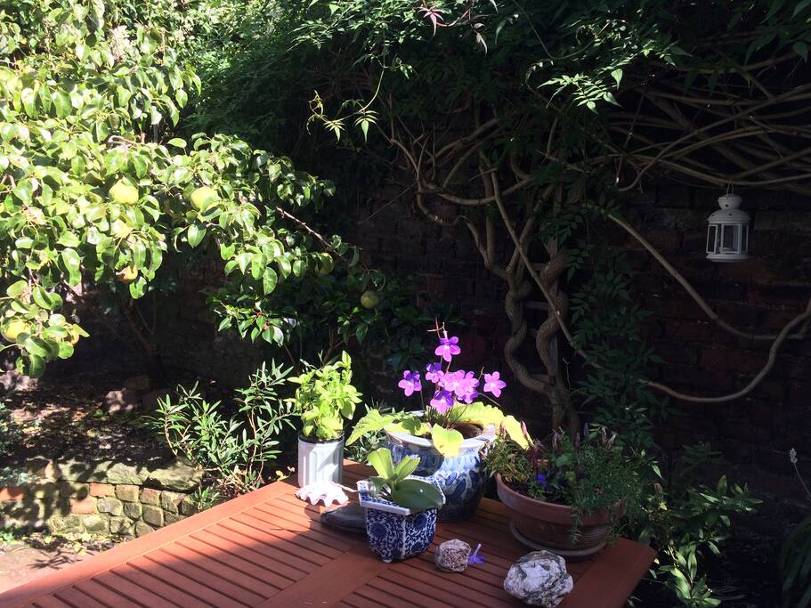 garden