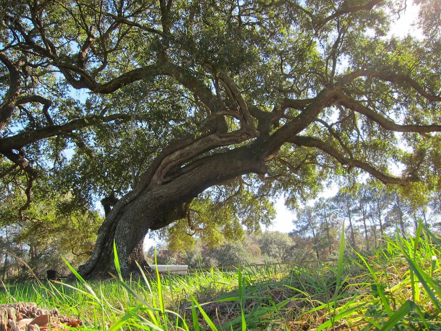 View of the oaks in the courtyard
