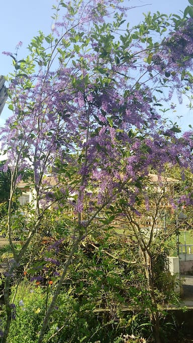 Petrea in bloom