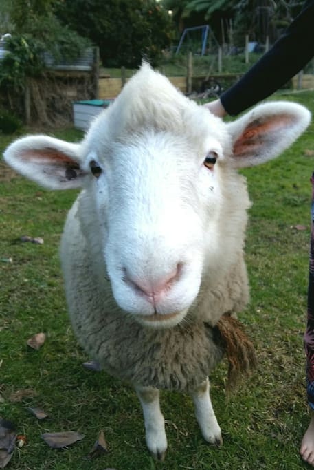 Steve the sheep