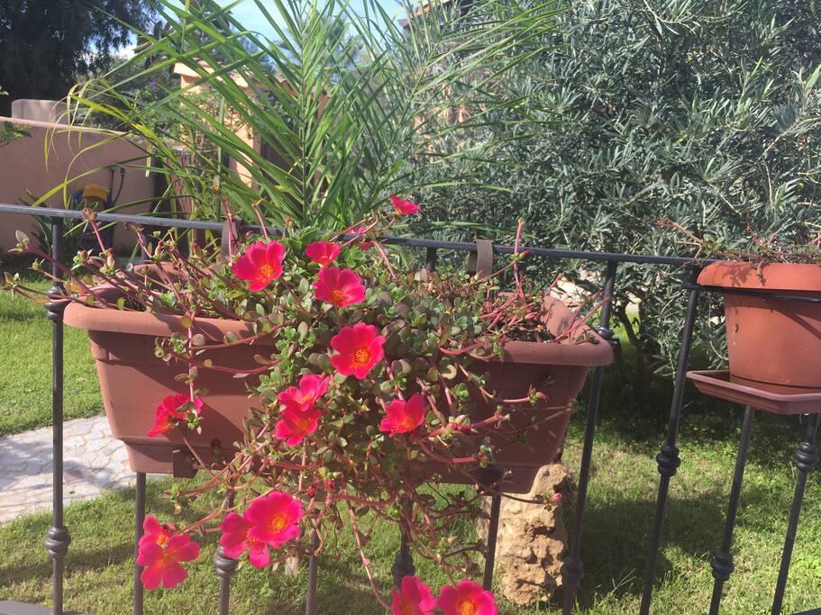 Giardino