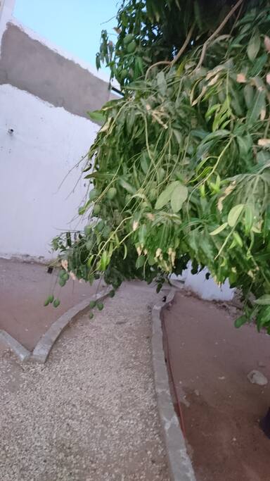 Manguier dans jardin