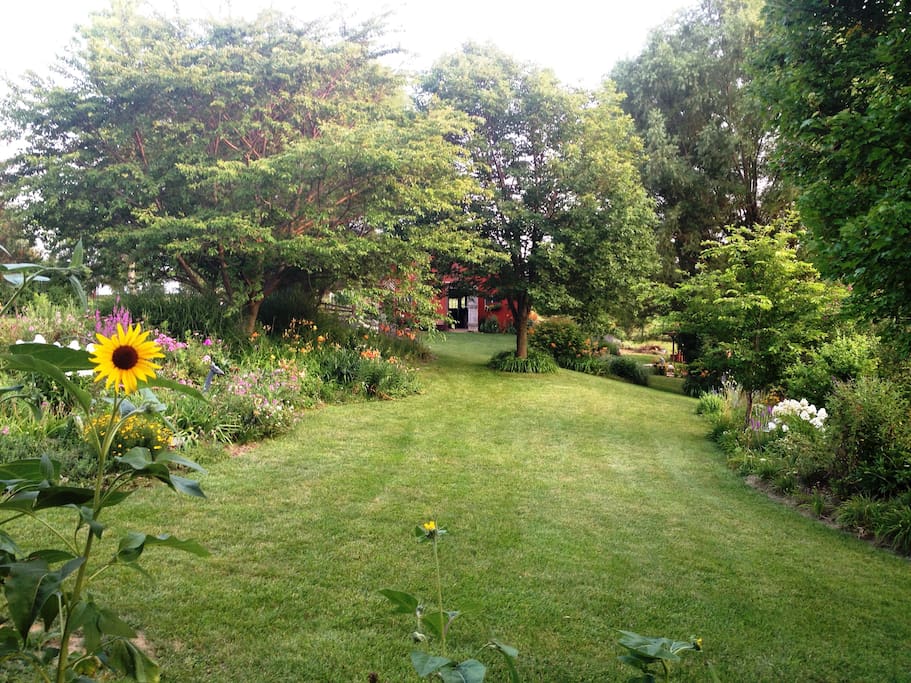 Sunflower to brighten the day!
