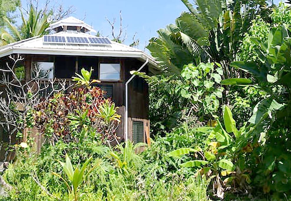 tropical foliage surrounds