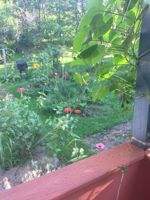garden from front porch