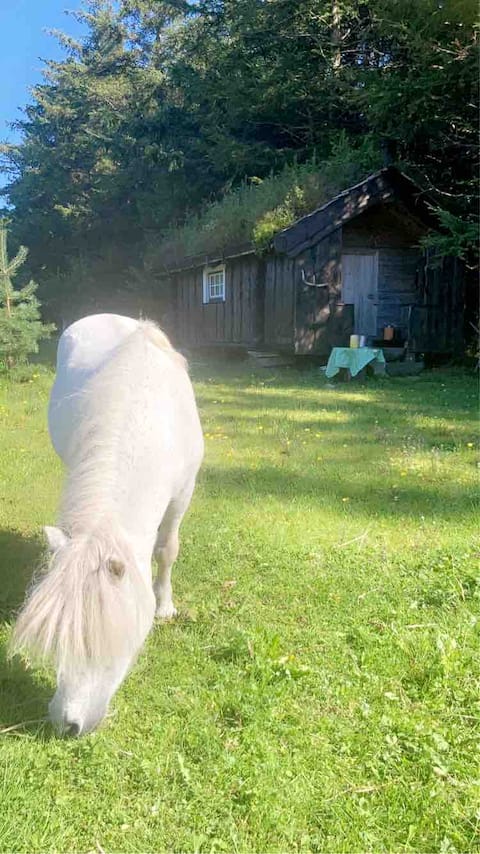 Stay on a farm in a cottage & apartment with your own pony & jacuzzi